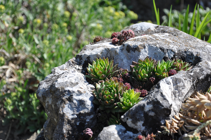 Zirc arboretum